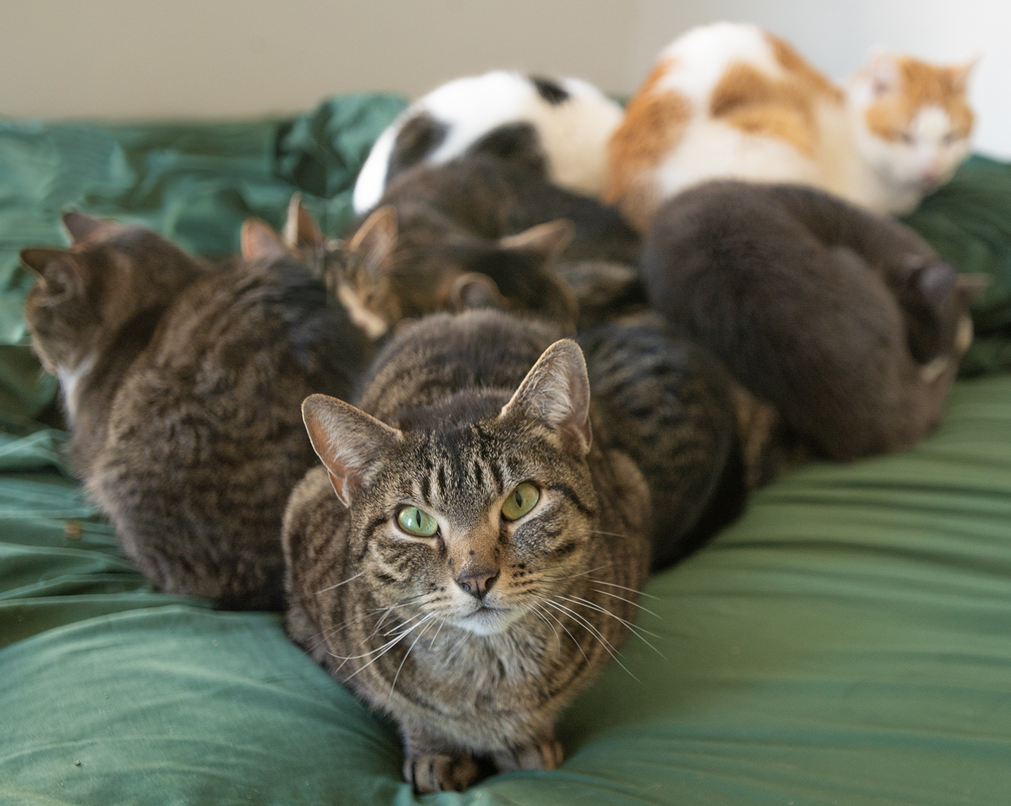 ace hearts photography cat nyc